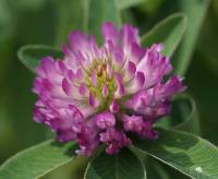Trifolium pratense - Клевер луговой, красный