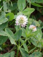 Trifolium ambiguum - Клевер сомнительный