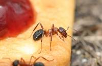 Formica rufa - Рыжий лесной муравей