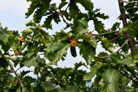 Quercus dentata - Дуб зубчатый