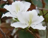 Bauhinia variegata - Баугиния пестрая
