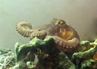 Octopoda - Осьминоги или спрутовые