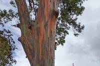 Eucalyptus deglupta - Эвкалипт радужный