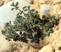 Artemisia judaica