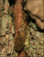 Hemerobiidae - Гемеробы