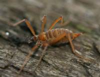 Бескрылый зимний комар Chionea lutescens, Limonidae.