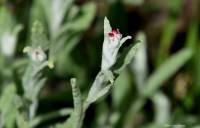 Helichrysum sanguineum - Цмин кроваво-красный
