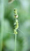 Carex cuprina - Осока Отрубы