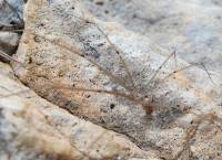 Pholcidae - Пауки-сенокосцы, пауки-долгоножки