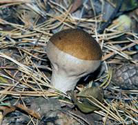 Lycoperdon perlatum - Дождевик шиповатый, или жемчужный