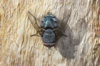 Calliphora vicina - Красноголовая синяя мясная муха
