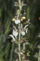 Salvia austriaca - Шалфей австрийский