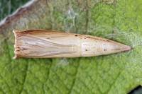 Cyclophora pendularia - Пяденица кольчатая обыкновенная
