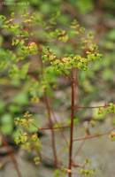 Euphorbia stricta - Молочай прямой
