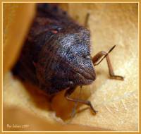 Eurygaster testudinaria - Вредная черепашка