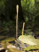Typhula contorta - Макротифула дудковидная