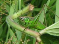 Tettigoniidae  - unidentified - Настоящие кузнечики