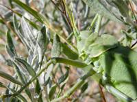 Glyphonotus thoracicus thoracicus