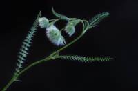 Lagoecia cuminoides - Лагеция кминовидная