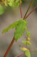 Euphorbia stricta - Молочай прямой