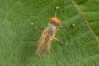 Sciomyzidae - Тенницы