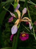 Iris foetidissima - Ирис вонючий
