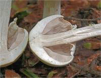 Agaricus sylvaticus - Шампиньон лесной