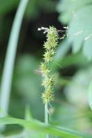 Carex cuprina - Осока Отрубы