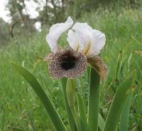 Iris bismarckiana