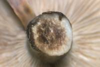 Tricholoma imbricatum - Рядовка волокнисто-чешуйчатая