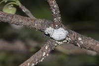 Pittosporum heterophyllum - Смолосемянник разнолистный