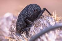 Tenebrionidae - Чернотелки