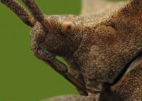 Coreus marginatus - Краевик щавелевый