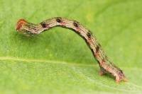 Cyclophora pendularia - Пяденица кольчатая обыкновенная