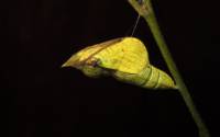 Gonepteryx rhamni - Лимонница