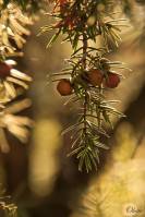 Juniperus - Можжевельник