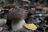 Boletus edulis - Белый гриб