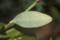 Bupleurum fruticosum - Володушка кустарниковая