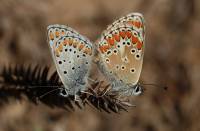 Aricia agestis - Голубянка бурая,  Голубянка агестис