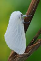 Leucoma salicis - Волнянка ивовая