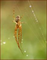 Tetragnathidae - Пауки-вязальщики, круглоротые пауки