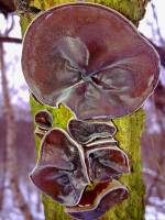 Auricularia auricula-judae - Иудино ухо