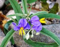 Solanum elaeagnifolium - Паслён лохолистный