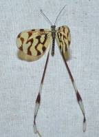 Nemoptera sinuata - Нитекрылка закавказская