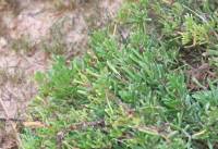 Limbarda crithmoides - Лимбарда критмовидная, Девясил критмовидный