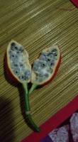 Passifloraceae - Страстоцветные
