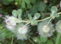 Trifolium pilulare - Клевер клубочковый