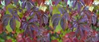 Parthenocissus quinquefolia - Девичий виноград пятилисточковый