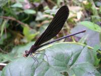 Atrocalopteryx atrata - Красотка темная