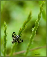 Tephritidae - Пестрокрылки